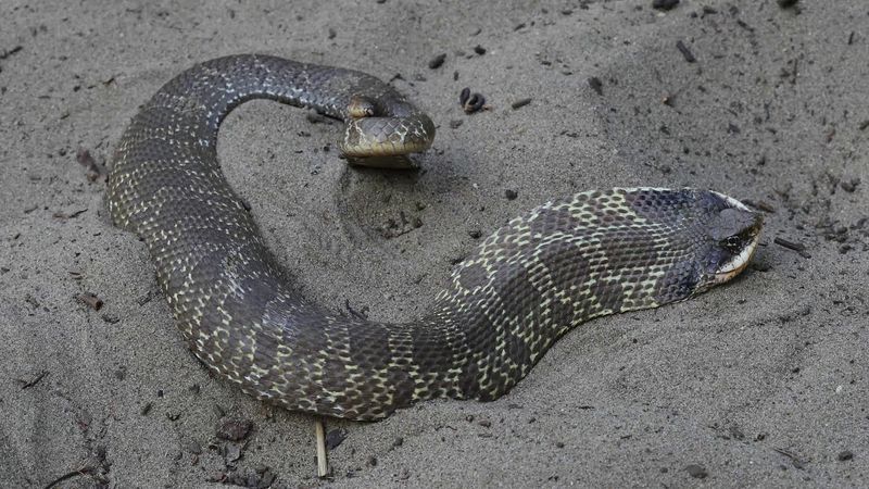 Hognose Snake