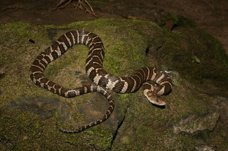 Northern Water Snake