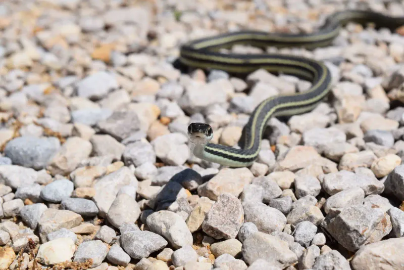 Ribbon Snake