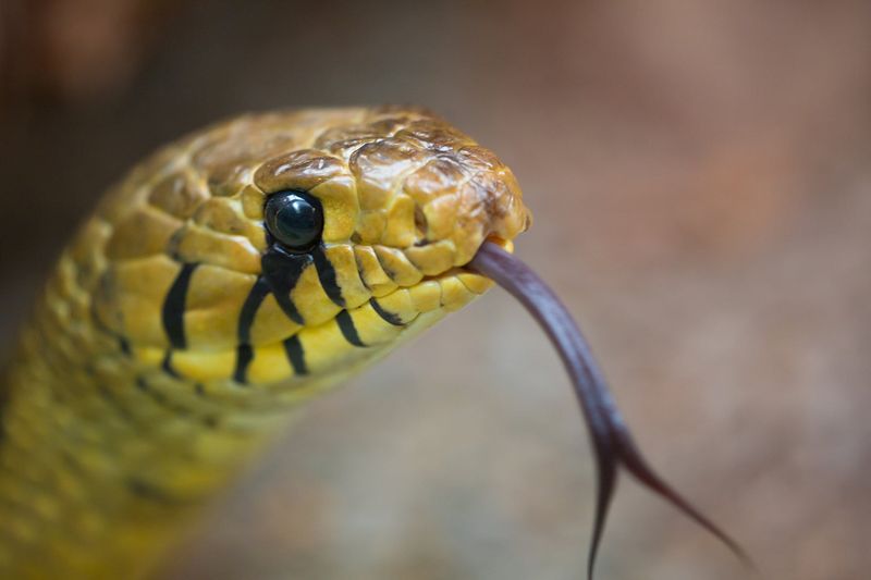 Snakes Are Deaf