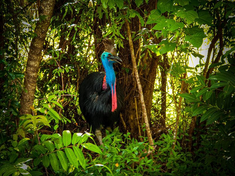 Cassowary