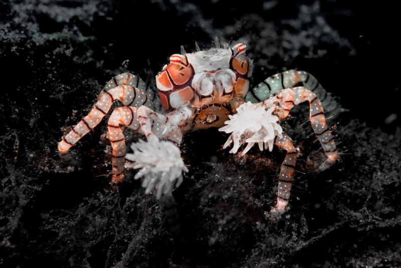 Colorful Exoskeleton