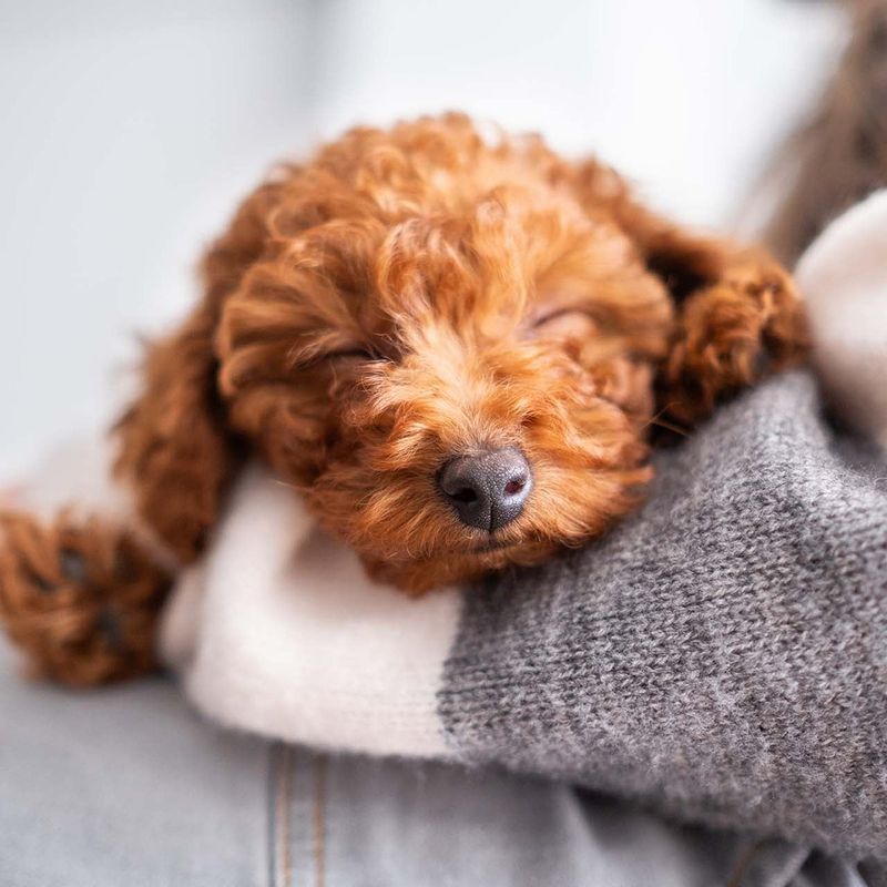 Poodle