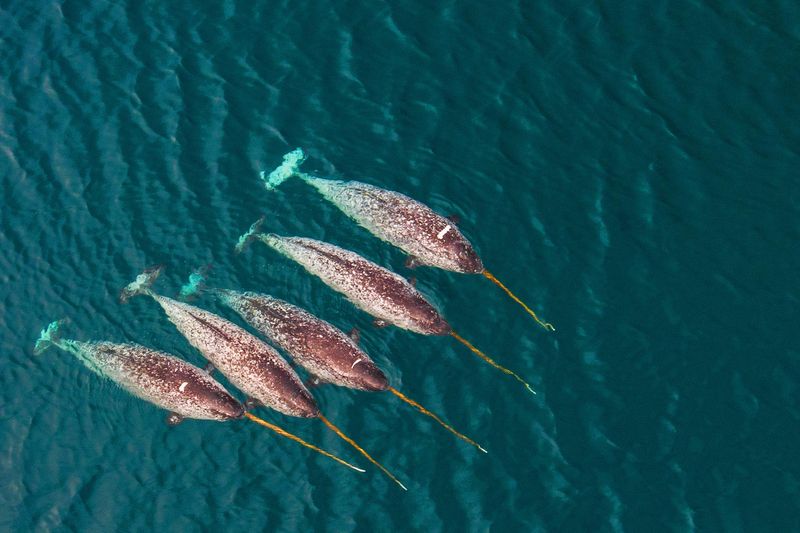 Narwhal