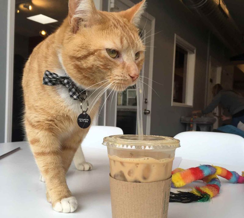 Limited Cat Well-being Focus