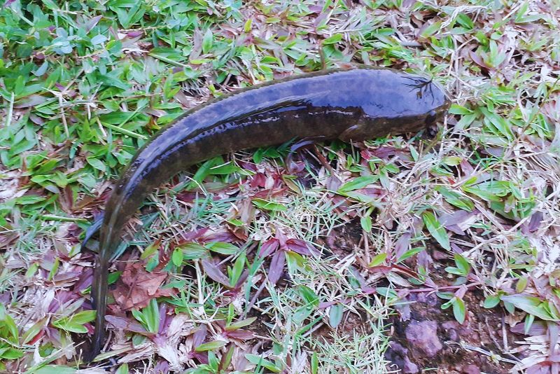 Arkansas' Ecological Challenge