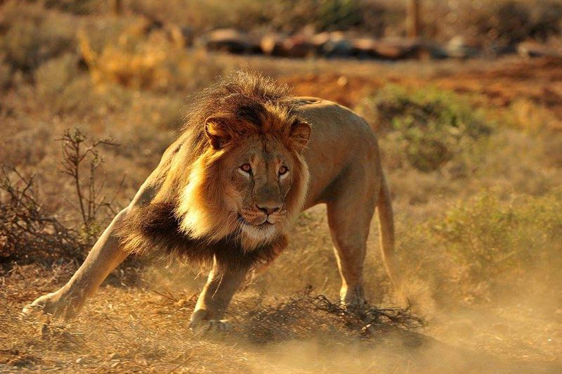 Sylvester the Lion (“Spook”)