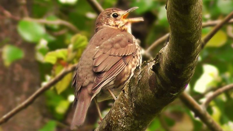 Song Thrush