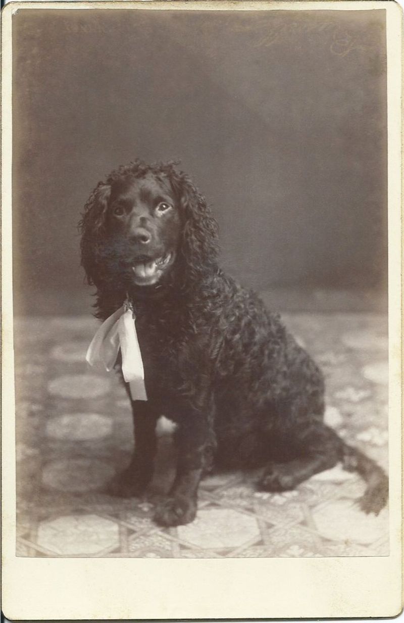 Tweed Water Spaniel