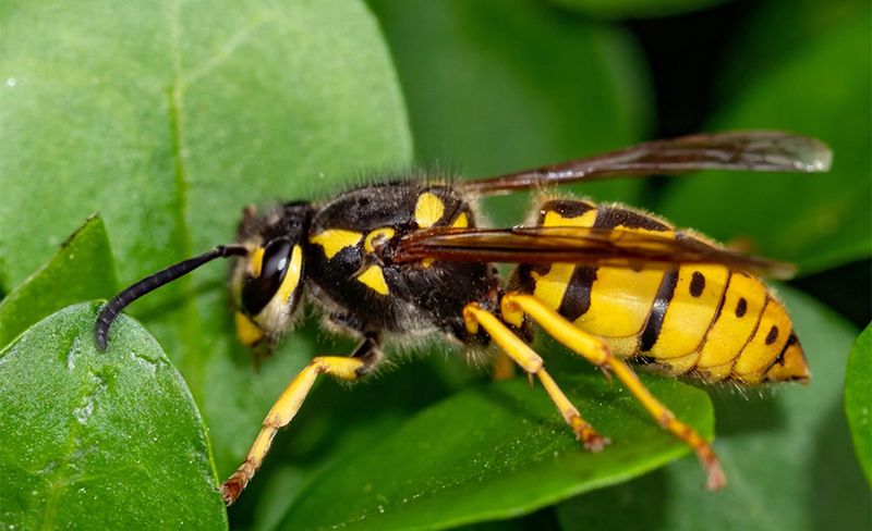 Yellow Jackets