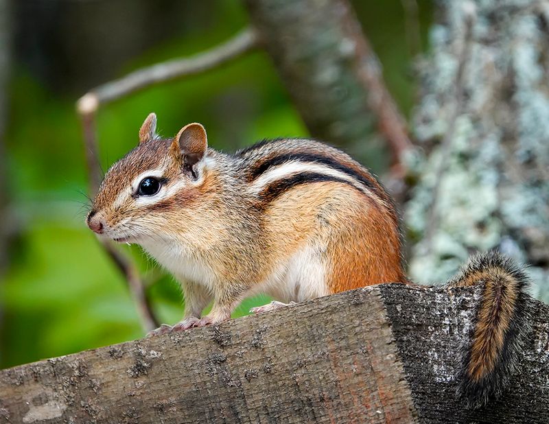 Eastern Chipmunk