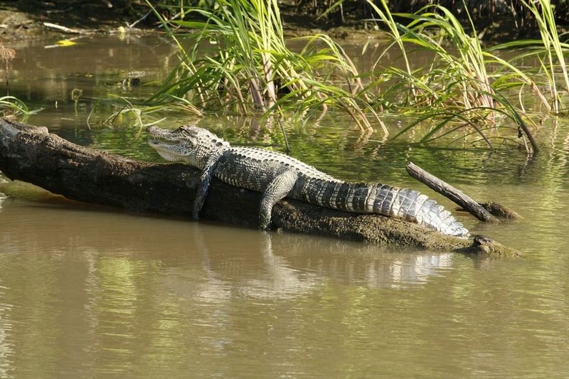 Alligator