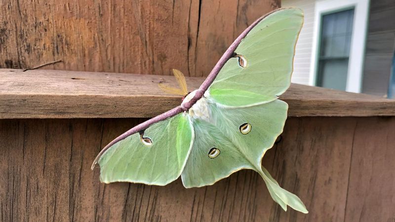 Luna Moth