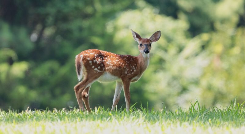 White-tailed Deer