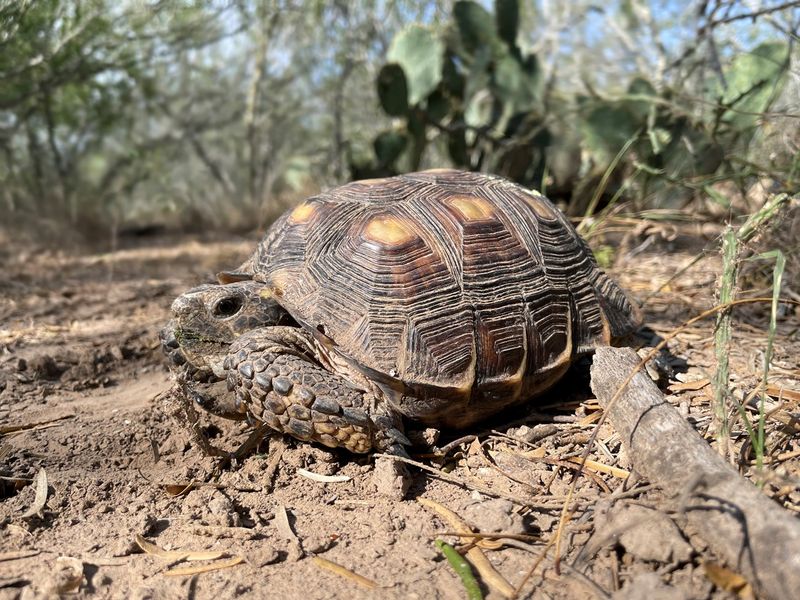 Texas Tortoise