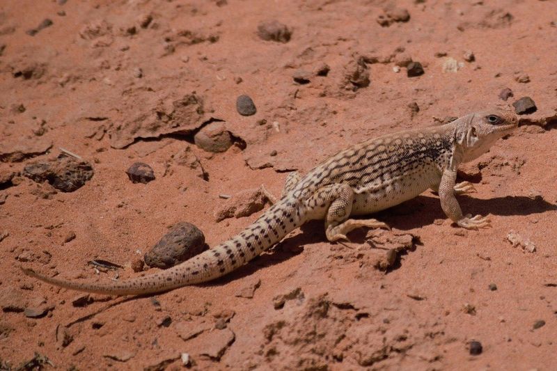 Desert Iguana