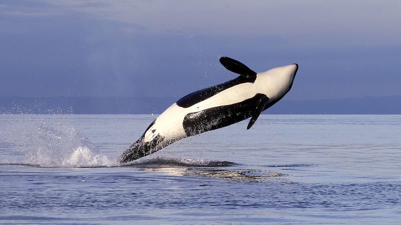Puget Sound, Washington
