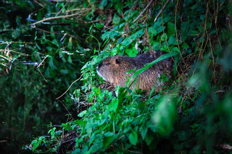 Beaver