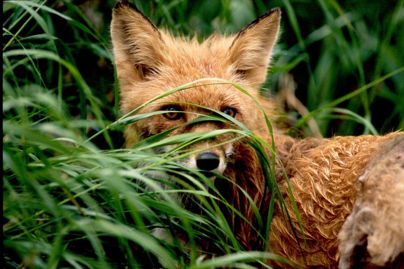 Red Fox