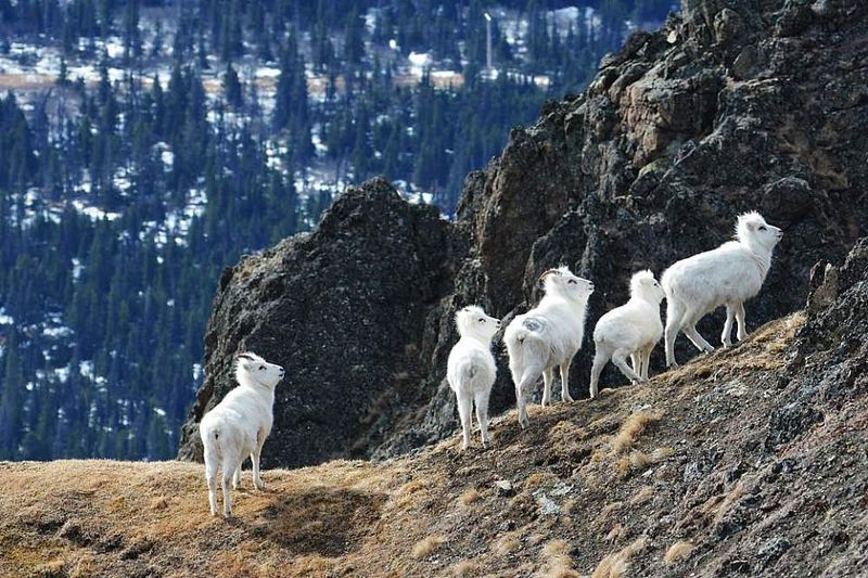 Dall Sheep