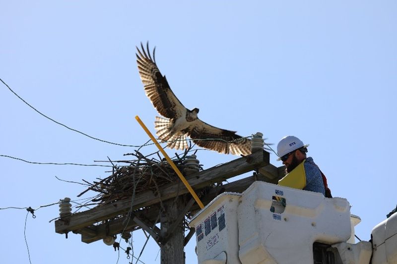 Osprey