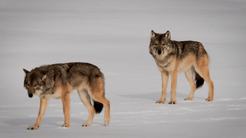 Gray Wolf