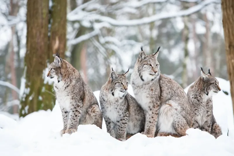 Lynx