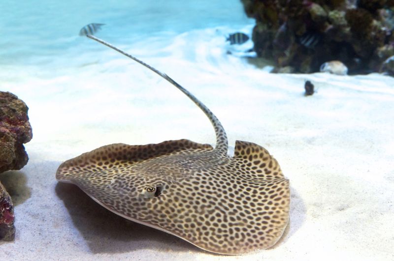 Stingray