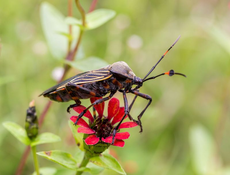 Kissing Bug