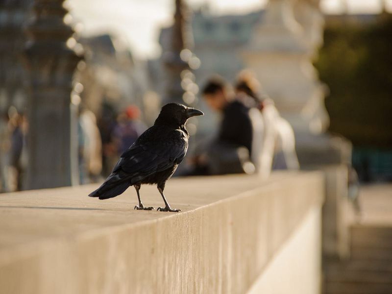 Crows
