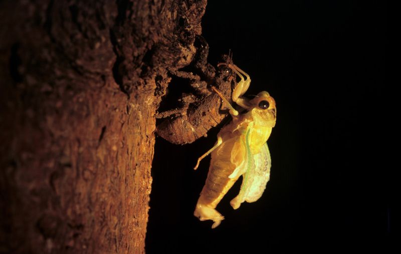 Cicadas