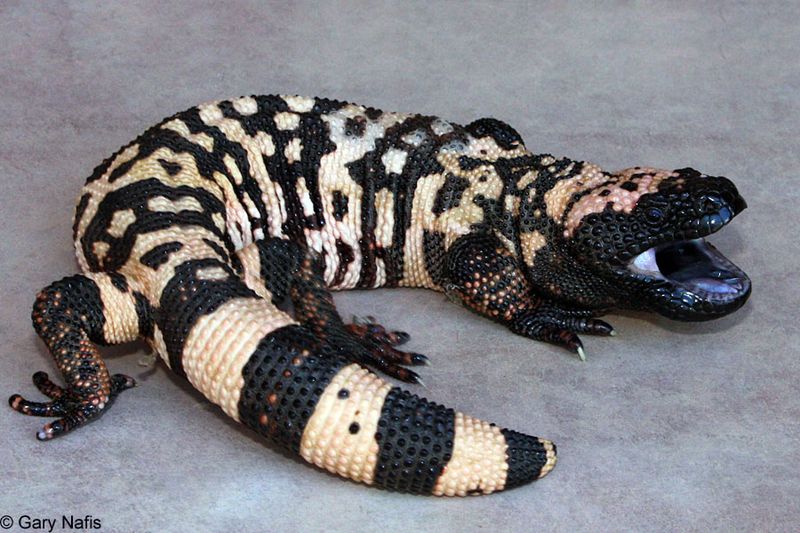 Banded Gila Monster