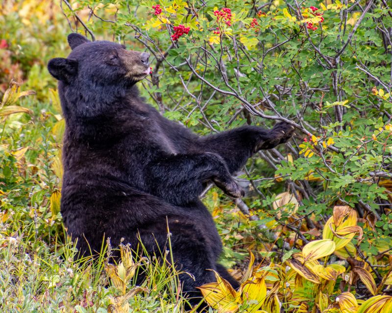Black Bear