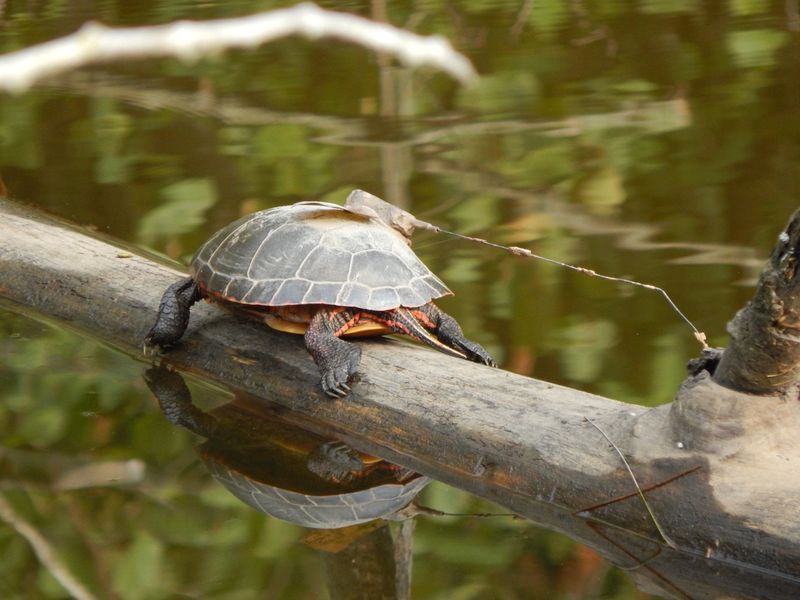 Painted Turtle