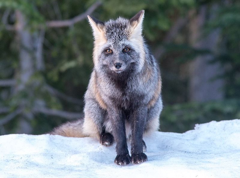 Cascade Red Fox