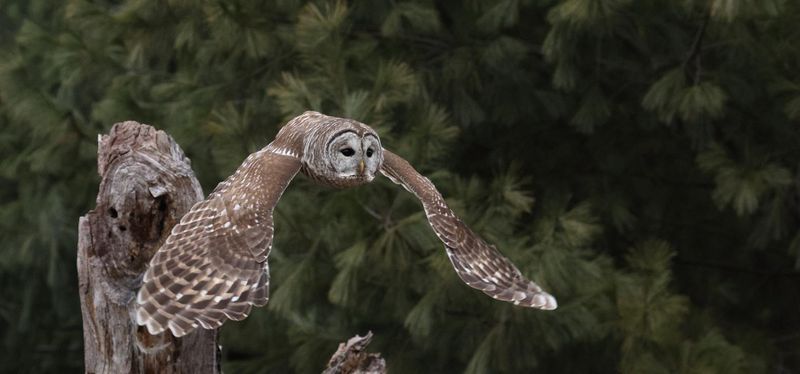 Spotted Owl