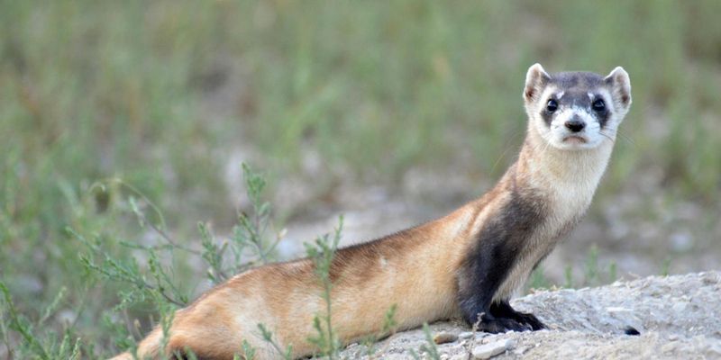 Black-footed Ferret