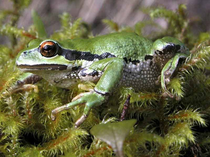 Pacific Tree Frog