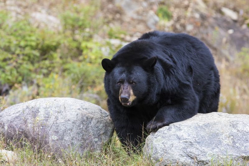 American Black Bear