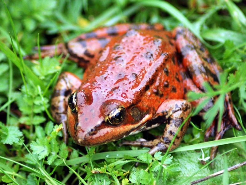 California Red-legged Frog