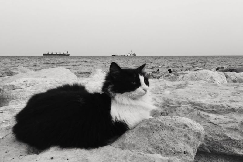 Sam, the Unsinkable Cat