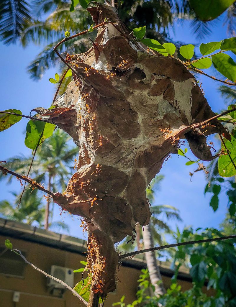 Weaver Ant