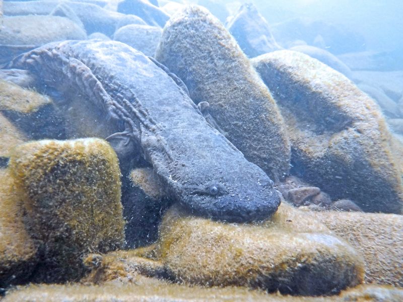 Hellbender
