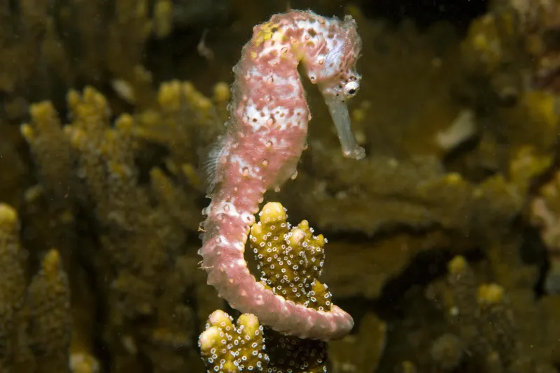 Seahorse's Tail
