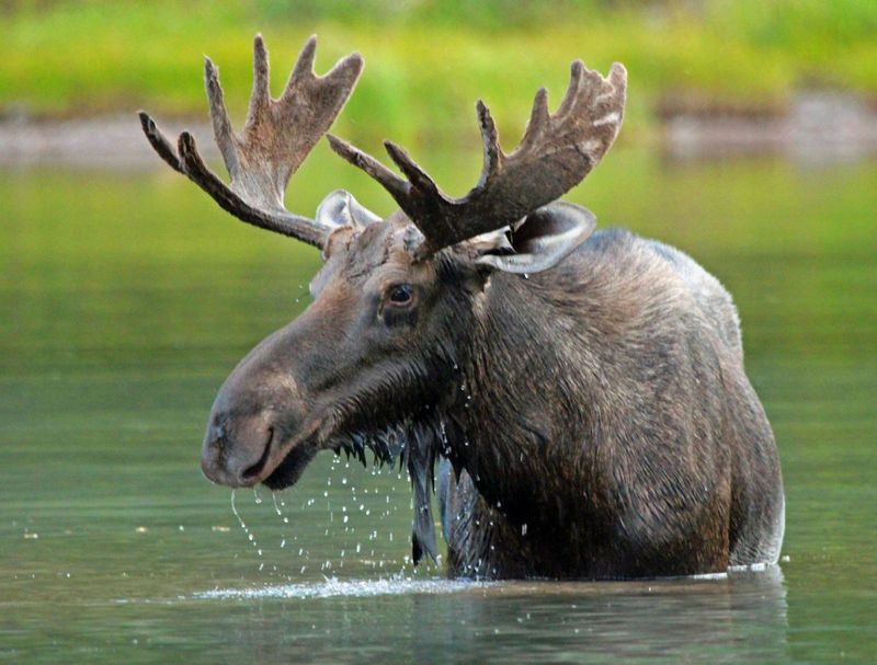 Moose
