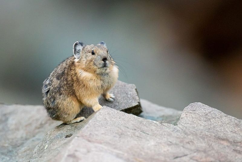 American Pika