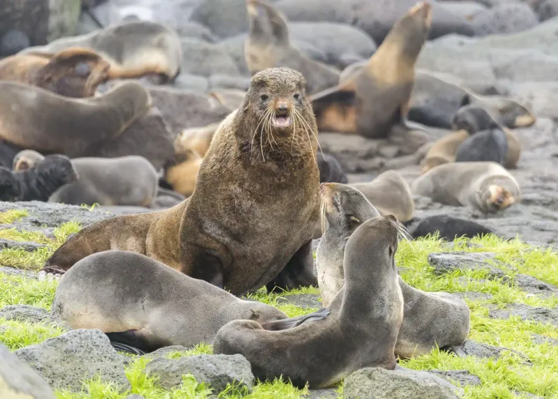 Northern Fur Seal