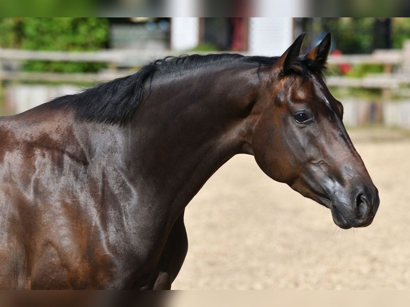Hanoverian