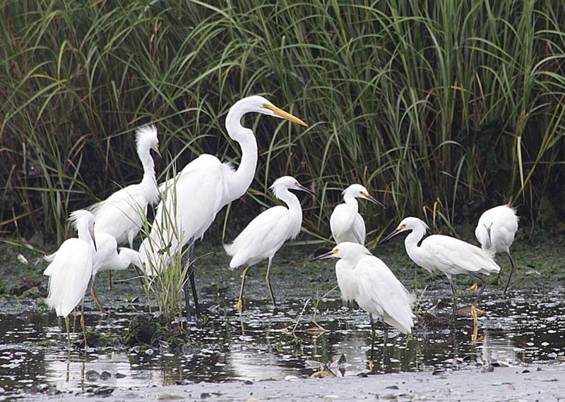 Great Egret