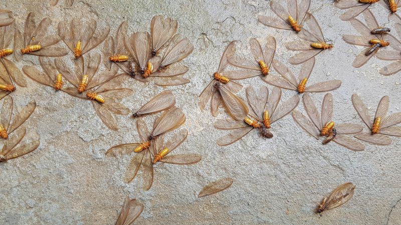 Termite Flight and Swarming